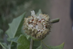 Datura stramonium